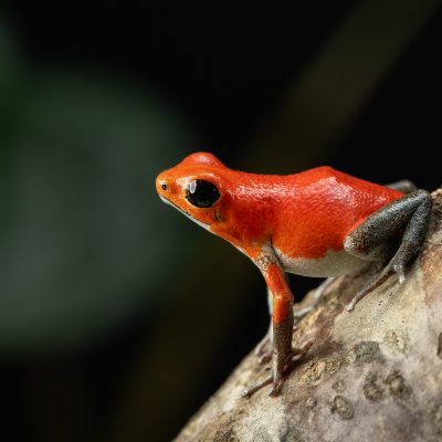 Photo Print #1 of Oophaga pumilio 'Salt Creek'