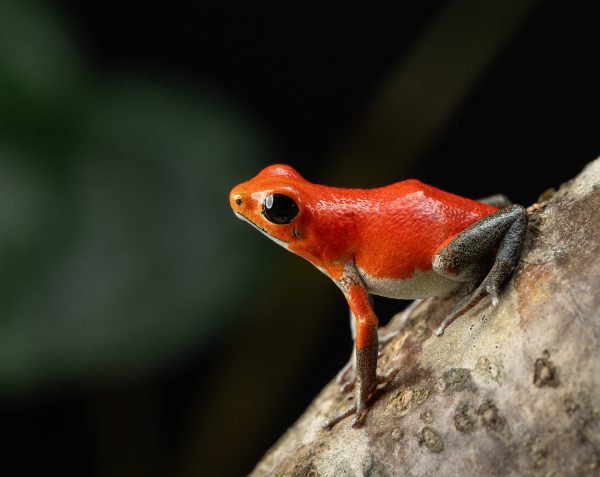 Photo Print #1 of Oophaga pumilio 'Salt Creek'
