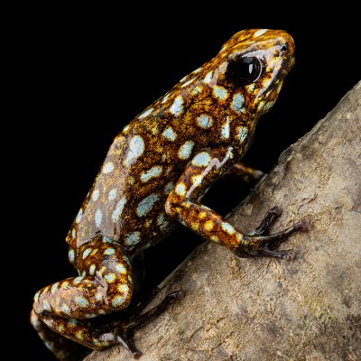 Photo Print #1 of Oophaga sylvatica 'Situwa'