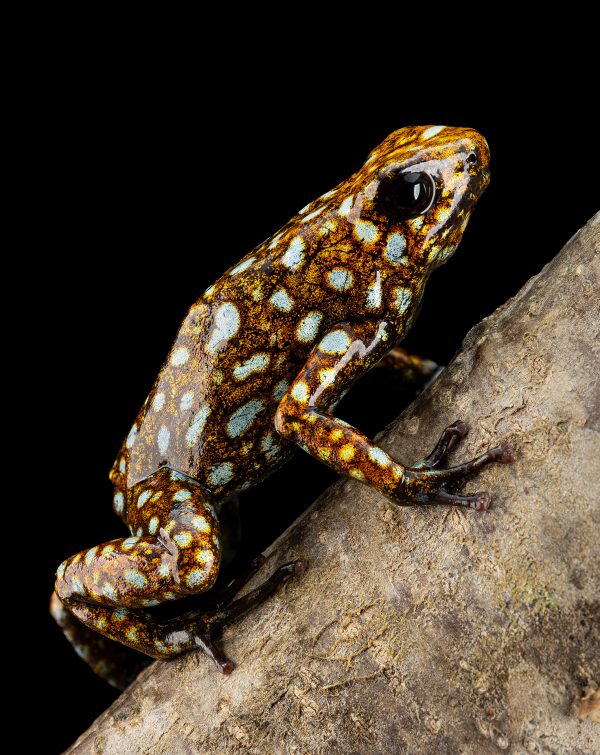 Photo Print #1 of Oophaga sylvatica 'Situwa'