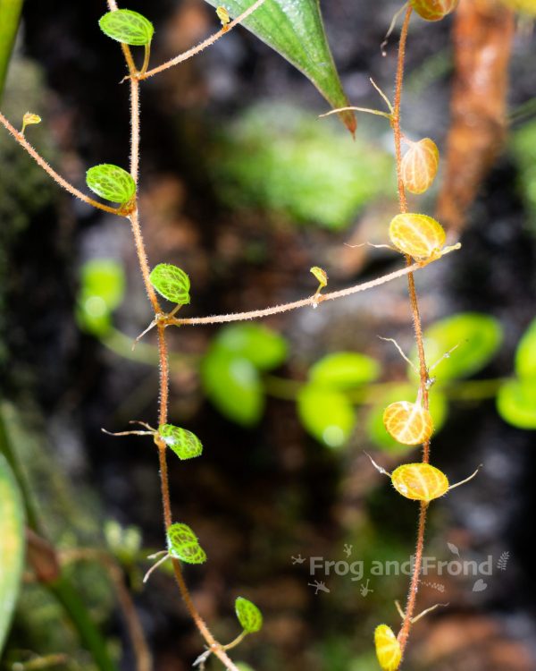 Peperomia 'Red Panama' growing in the vivarium