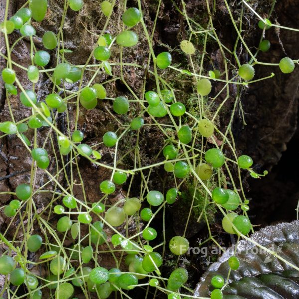 Peperomia cf. rotundifolia growing in the vivarium